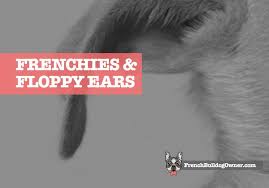 French bulldog hair short and fine and glossy, color is yellowish brown tabby, white, etc. French Bulldog Floppy Ears Is It Normal Fixes For One Or Both Ears