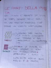See full dictionary entry for regno below. Le Piante Blog Di Maestra Mile