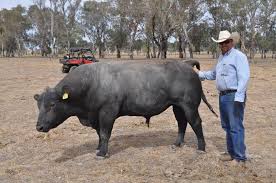 She holds that position today. Molong Producers Winning Big In Beef Spectacular Trial The Land Nsw