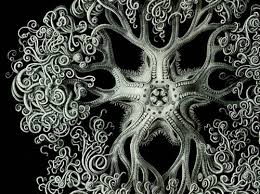 Image result for fractals