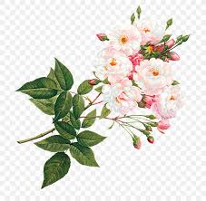 Pink and white flower png. Pink And White Flowers Png 800x800px White Blossom Branch Cut Flowers Floral Design Download Free