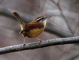 Birds Of Eastern North Carolina Carolina Wren Backyard Birds Bird Watchers Bird