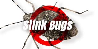 Stink bug pest control for homes. Homepage Aardvark Pest Control Inc