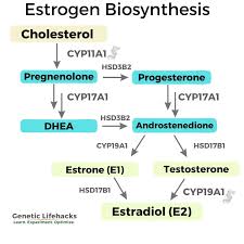 Image result for Estrogen