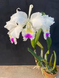 Chadwick & Son Orchids Inc
