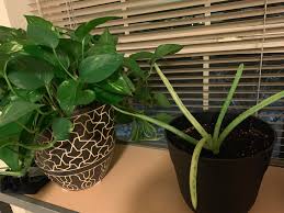 There's a video tutorial too. Why Is My Aloe Turning White Too Much Sun Not Enough Sun In Need Of Fertilizer Gardening