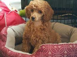 Your poodle also comes with their own birth certificate for you to fill in so you can give your puppy a name! 5 Best Poodle Breeders In Oregon 2021 We Love Doodles