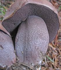 Image result for Sutorius eximius