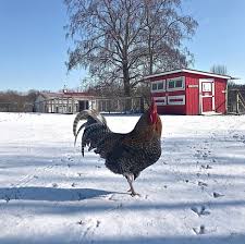 When folks who raise chickens get together at social functions, it isn't long before the 'chicken stories' enter the conversation. Preventing Frostbite And Protecting Chickens In Winter