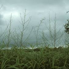 Image result for Sesbania pachycarpa