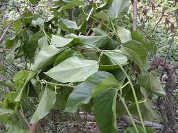 Image result for Tiliacora