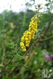Image result for Crotalaria cleomifolia