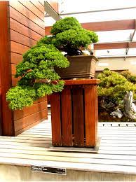 Prostrate Nepal Juniper Bonsai Tree The Other Sociologist