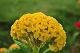 Cockscomb The Flower Expert Flowers Encyclopedia Celosia Flower Flower Seeds Flowers