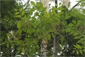 Image result for Schrebera