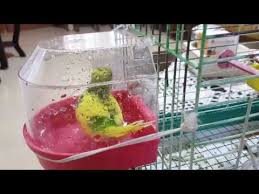 Muhabbet Kusu Ayshe Glr Muhabbet Kusu Cakir Banyo Yapiyor 17 Budgerigar Muhabbet Kuslari Kusu Kus Banyo