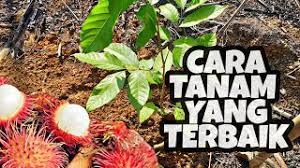 Selain itu, program dusun@my sekolah turut diadakan serentak di sekolah kebangsaan bukit rahman putra sebanyak 37 pokok, sekolah kebangsaan bestari 2 sebanyak 23 pokok dan sekolah menengah kebangsaan subang. Cara Mudah Menanam Pokok Rambutan Youtube