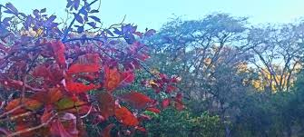 Image result for Combretum adenogonium