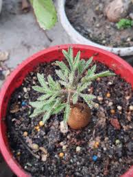 Image result for Cyphostemma montanum