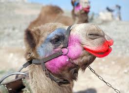 That means no drugs and no shaved body parts. Camel Going To Fashion Show Aww