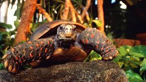 And if you can put differnt plant/fake plant in every week for them to explore new stuff!!! A Guide To Caring For Red Footed Tortoises As Pets