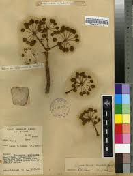 Image result for Steganotaenia araliacea