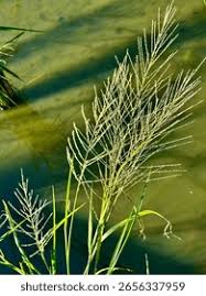 Image result for Lipocarpha chinensis