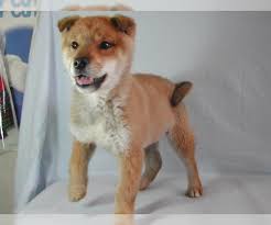 We did not find results for: Shikoku Puppies For Sale Near Pittsburgh Pennsylvania Usa Page 1 10 Per Page Puppyfinder Com