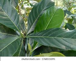 Image result for Moraceae