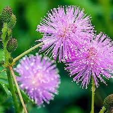 Image result for Mimosa pudica