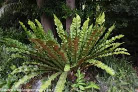 Image result for Asplenium centrafricanum