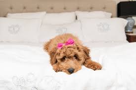 They will have their first vet check,. Meet Rosie Girl The Goldendoodle House Of Harper House Of Harper