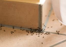 The average cost of pest control where you live is.see our pricing advice so you don't pay too much. 2021 Termite Control Service Cost Termite Treatment Cost