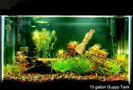 Pin On Aquarium 1