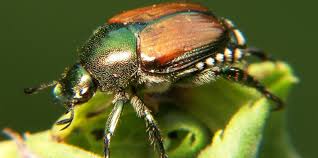 They do not discriminate when it comes to what types of plants they feed in fact, they are classified as a pest to hundreds of different species. Cdfa Plant Health Japanese Beetle