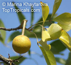 Image result for Crateva