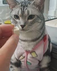 Find british shorthairs for sale on oodle classifieds. American Shorthair Cat American Shorthair Cat British Shorthair Cats American Shorthair Kitten