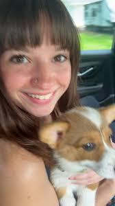 My crazy vicious corgi attacking my sweet innocent shepherd