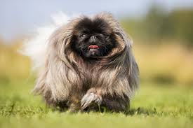Image result for pekingese