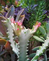 These are short plants with single stems that haven't branched yet. Euphorbia Lactea White Ghost Euphorbia Succies Com Au