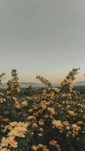 Discover (and save!) your own pins on pinterest Rose Iphone Summer Aesthetic Wallpapers 2013 Wallpapers