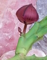 Image result for Triumfetta dekindtiana