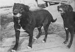 30 Extinct Dog Breeds That Have Forever Disappeared from ...