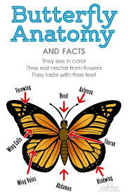 Find drawing ideas and learn to draw flowers, trees, fruits, and other nature's bounty. How To Draw A Butterfly Step By Step Easy And Fast Craft Mart