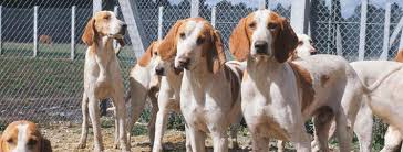 The goals and purposes of this breed standard include: Chien Francais Blanc Et Orange Breed Guide Learn About The Chien Francais Blanc Et Orange