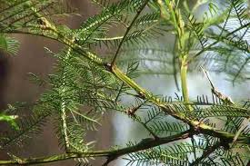 Image result for Acacia decurrens