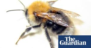 However bumblebees are by and large peaceful insects, which will generally only sting if they feel threatened or if their hive is disturbed. Specieswatch Tree Bumblebee Bees The Guardian