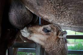 It is drunk and used in various ways. Islamist Leader Drinks Camel Urine In Video From Saudi Arabia Sparking Debate In Indonesia