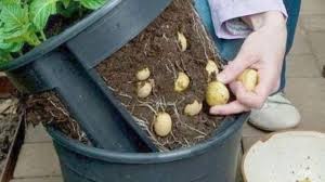 How to plant potatoes in a garden. How To Grow Potatoes In Containers At Home In Garden Or Indoors Youtube
