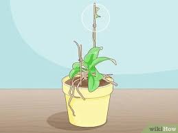 Unlike most plant seeds, orchid seeds lack nutritional storage capability. 3 Ways To Grow Orchids From Roots Wikihow